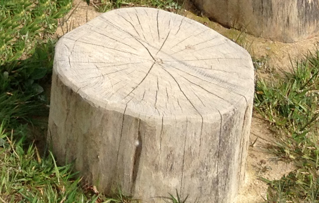 Il percorso giapponese